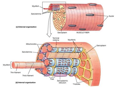 Correctly Label The Following Parts Of A Skeletal Muscle Fiber Term