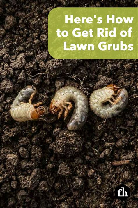 Theres How To Get Rid Of Lawn Grubs