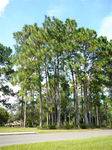 Longleaf Pines Are Built To Weather Storms Real Estate
