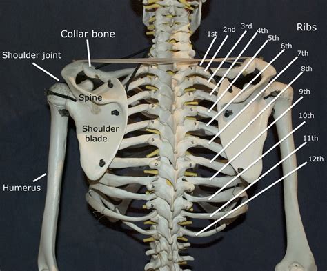 Rib Cage Organs