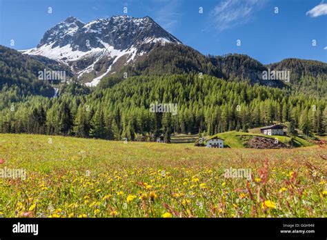 Geography Travel Italy South Tyrol Summer Meadow In Kasern In The
