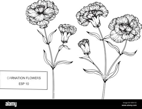 Carnation Flower Drawing Illustration Black And White With Line Art