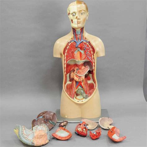 Vintage 3d Anatomical Torso By Somso Circa 1960 At 1stdibs