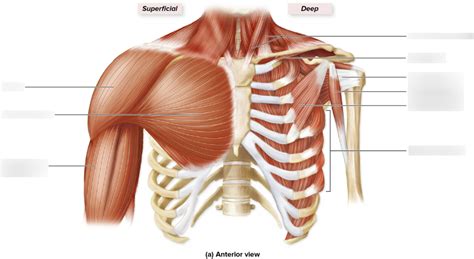 Muscles That Move The Pectoral Girdle And Arm Anterior Diagram Quizlet