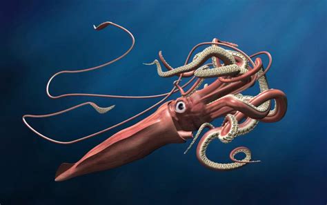 Revealed: The Mysterious, Legendary Giant Squid's Genome