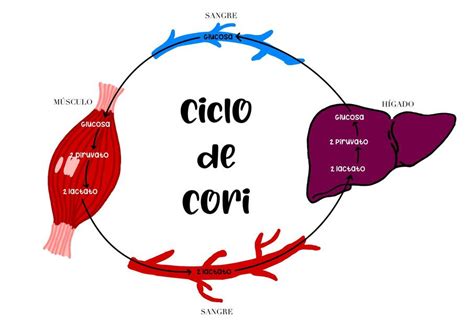 Resúmenes De Ciclo De Cori Descarga Apuntes De Ciclo De Cori