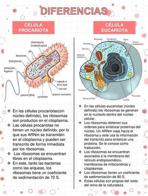 Diferencias Célula Procariota Y Eucariota Vianney Romero Udocz