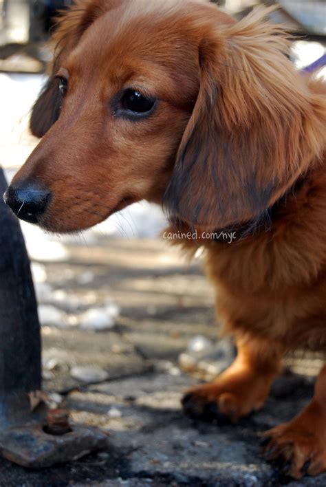 All Sizes 4 Month Old Red Long Haired Dachshund Puppy Downtown New