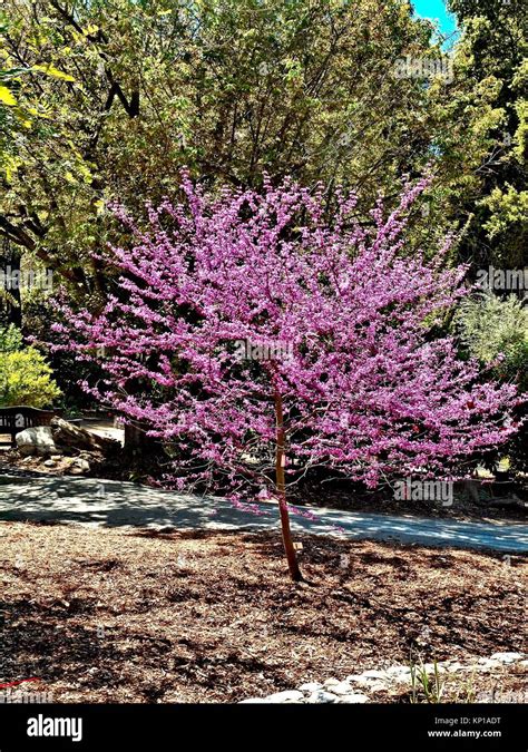 Flowering Ornamental Cherry Tree In Full Bloom Descanso Gardens Near