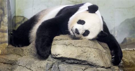 Panda Monium National Zoo Tries To Find Out If Mei Xiang Is Really