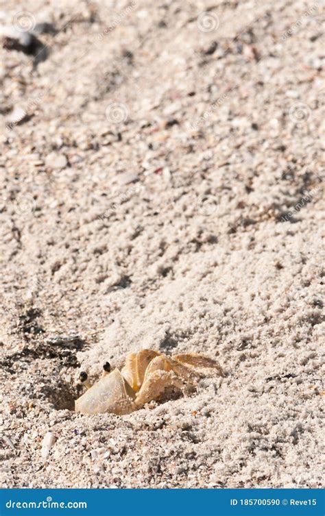 Ghost Crab Climbing Out Of Sand Tunnel Stock Photo Image Of Tense