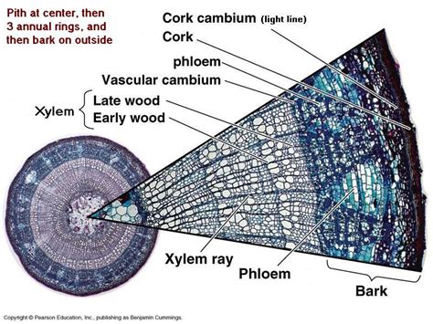 Wood Cross Section Periderm Cork And Cork Cambium Phloem Vascular