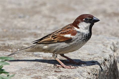 Details Italian Sparrow Birdguides