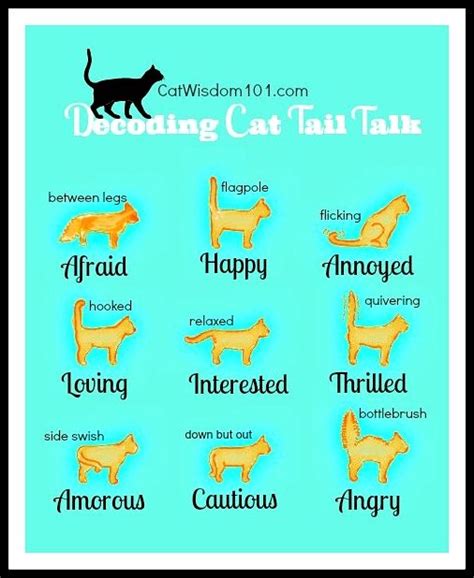 What Cat Tail Positions Mean Small Cats