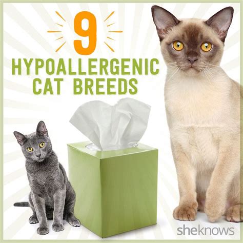 8 Hypoallergenic Cat Breeds So You Can Be A Cat Lady Without Sneezing