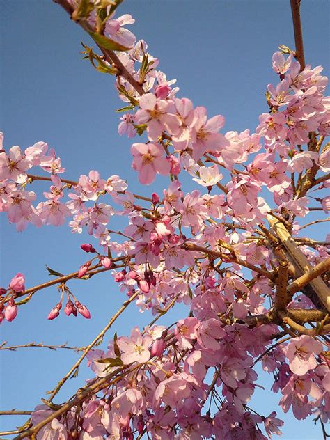 Autumnalis Cherry Blossom Tree Blooms Rose Pink Twice A Year In Spri
