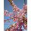 Autumnalis Cherry Blossom Tree  Blooms Rose Pink Twice A Year In Spri