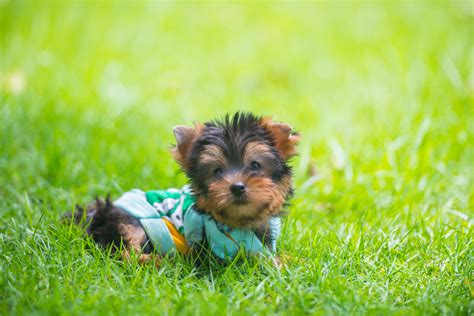 Boutique designer pet supplies for the pampered pet. Yorkshire Terrier Facts You Didnt Know - MyStart