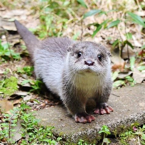 A Very Cute Baby Otter D Rotters