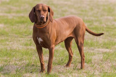 Are Redbone Coonhounds Hard To Train