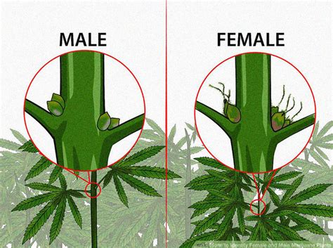 Were All Consuming Female Cannabis Plants Heres How To Tell The