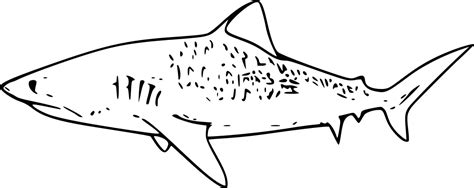 Swimming Tiger Shark Coloring Pages Coloring Cool