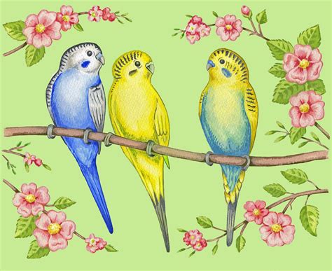 Artwork For Budgies Embroidery Bird Pictures Art Clipart Budgies