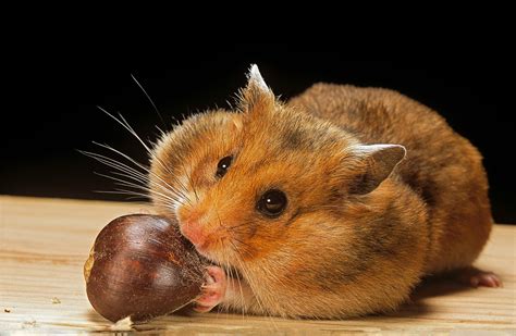 Brown Hamsters Cute