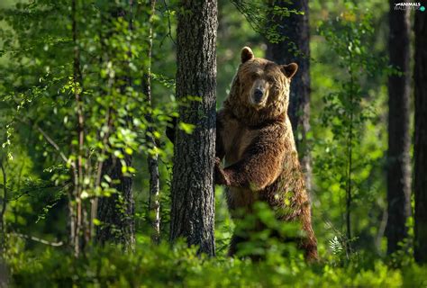 Bear Trees Green Forest Animals Wallpapers 2048x1385