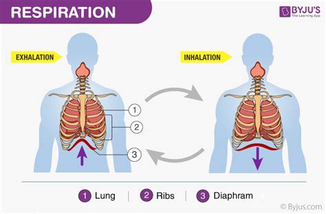 Describe The Mechanics Of Inhalation And Exhalation Maiagroyoder