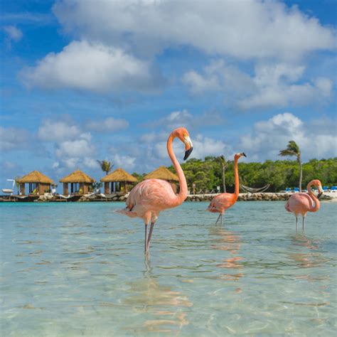 Aruba Private Islands Renaissance And De Palm Island