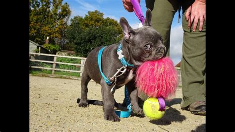 Since the popular french bulldog is intelligent this may make training easy, but you might also find that your dog is a little stubborn. Rolex - French Bulldog Puppy - Assistance Dog in Training ...