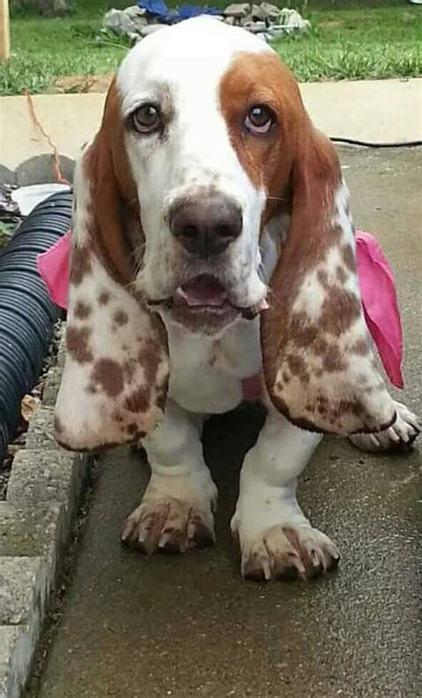 Basset With Rare And Beautiful White Spotted Ears Love These Guys When