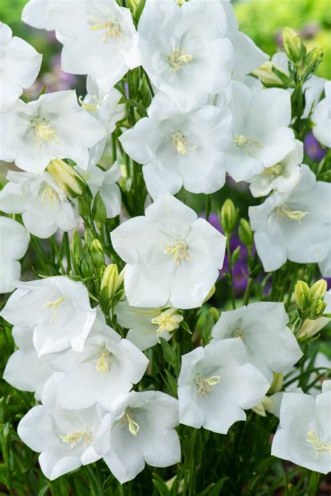 Campanula Persicifolia Takion White P9