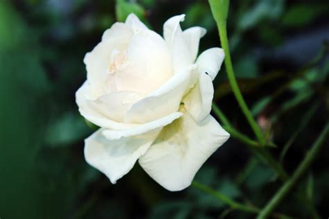 Purity Of White Rose Free Stock Photo Public Domain Pictures