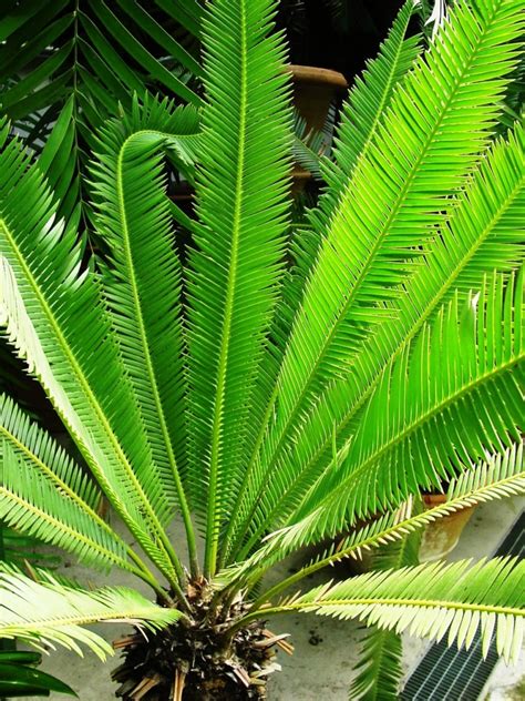 8 Of The Best Palm Trees For Arizona Progardentips