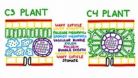 Difference Between C3 And C4 Plants - Plants BC