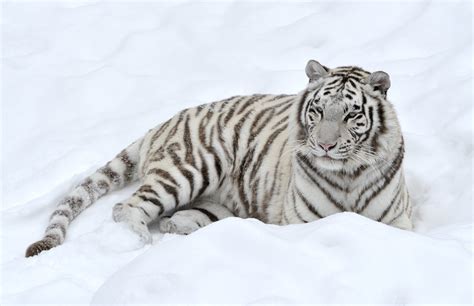 46 Snow Tiger Wallpaper On Wallpapersafari