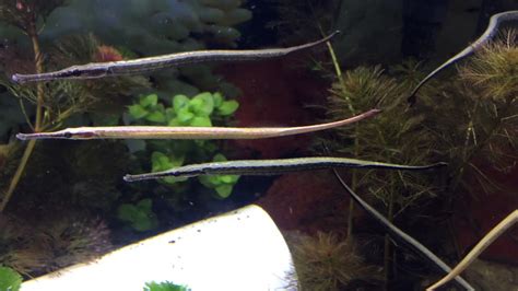 Jual Ikan Tangkur Air Tawar Pipefish Freshwater Youtube