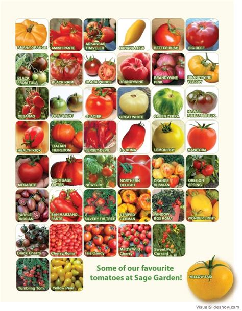 Tomato Variety Types Of Tomatoes Chart