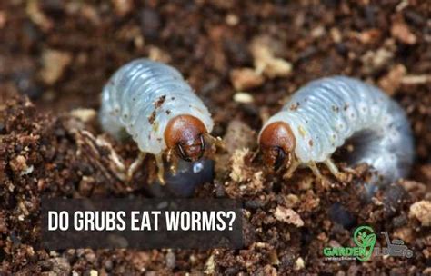 Do Grub Worms Bite No Answer Explained
