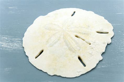 Whats Inside A Sand Dollar