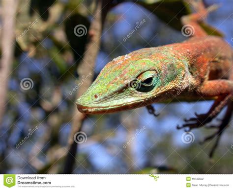 Green Anoles Mating Stock Photo 159616122