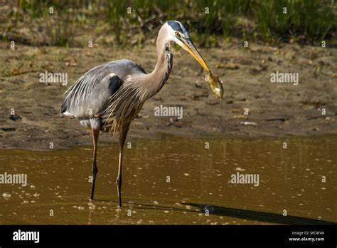 Just Caught Lunch Stock Photo Alamy