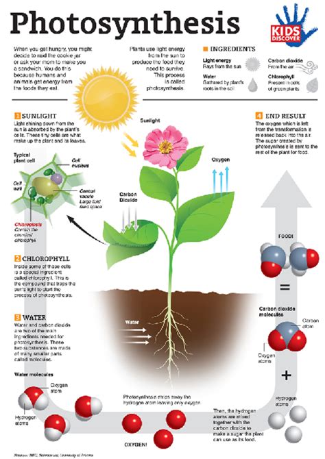 In a food chain, you begin with one plant. Lesson How Plants Make Food- Photosynthesis | BetterLesson
