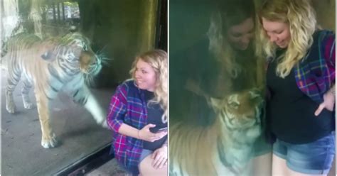 This Tiger S Reaction After Seeing A Pregnant Woman Is The Most