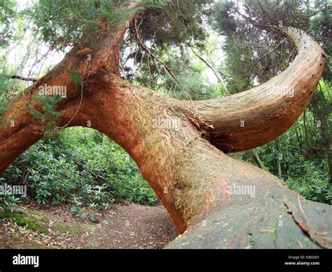Twisted Pine In The Castle Gardens Stock Photo Alamy
