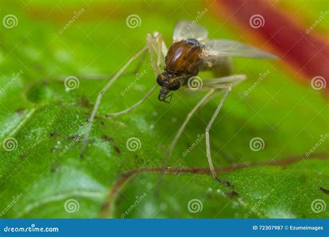 Sand Fly Gnat Stock Image Image Of Nature Pest Wings 72307987