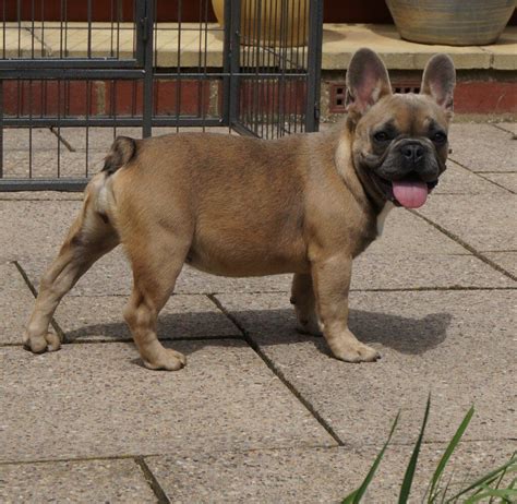 Blue Sable French Bulldog Male In Hull East Yorkshire Gumtree