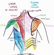 Back Muscles Anatomy : Lower Back Muscles photo, Lower Back Muscles ...